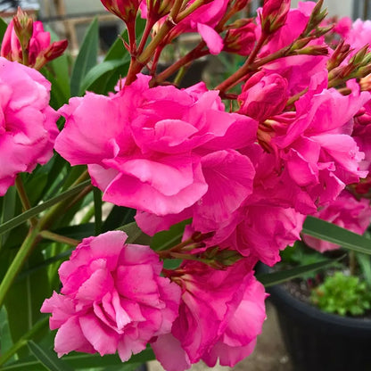 Nerium Flower seeds for Planting Pollinator Friendly Heirloom & GMO Free Seeds for Home Garden