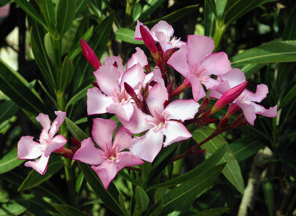 Heirloom Nerium Flower seeds for Planting Vibrant Colors Heirloom & GMO Free Seeds for Home Garden