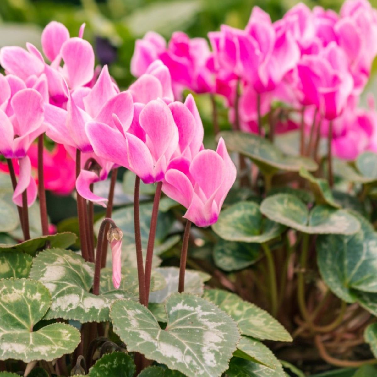 Pink Cyclamen Flower seeds for Planting Drought Tolerant, Heirloom & GMO Free Seeds for Home Garden vegetable and garden seeds