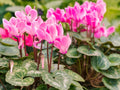 Dark Pink Cyclamen Flower seeds for Planting Garden Favorite, Heirloom & GMO Free Seeds for Home Garden seeds for planting