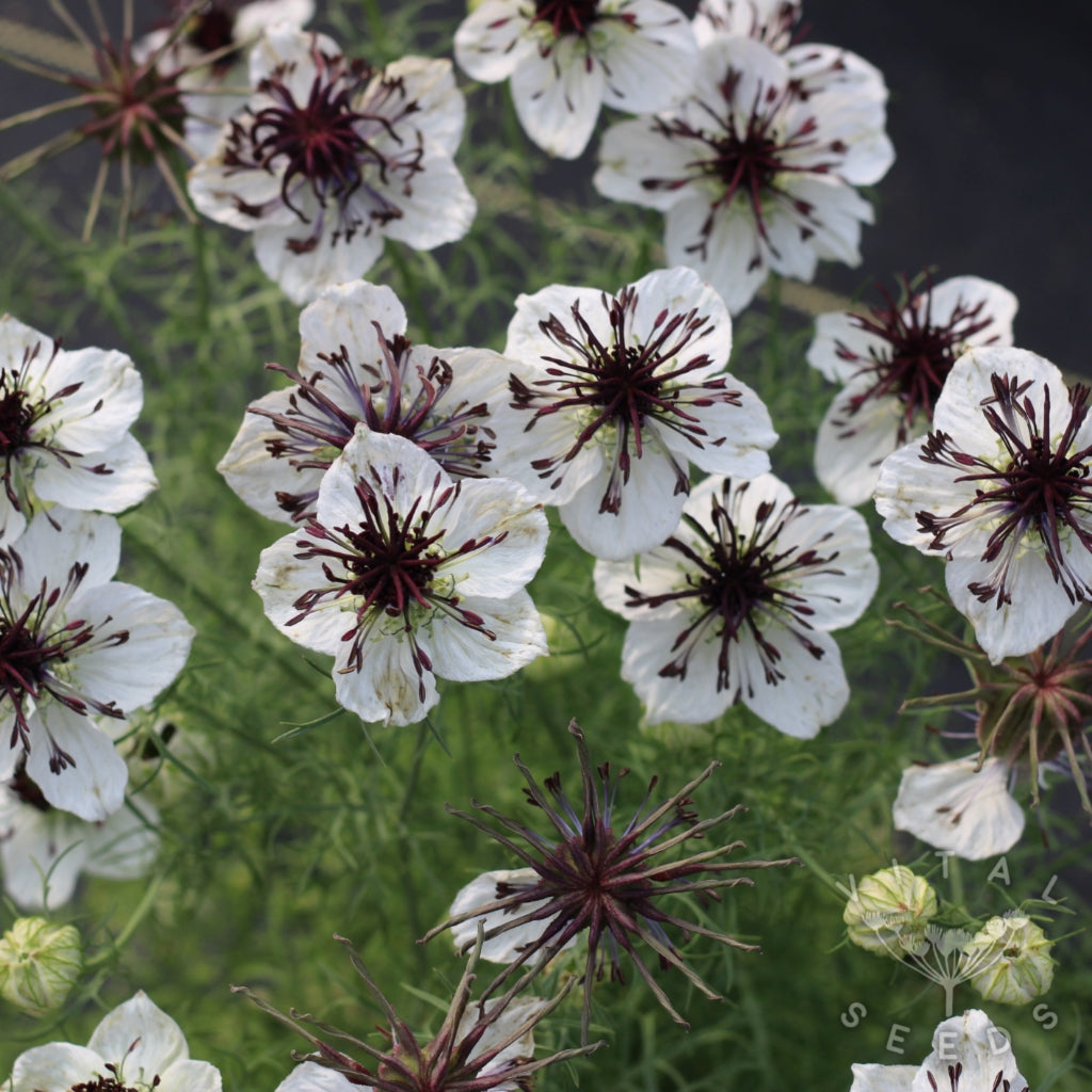White Nigella African Flower seeds for Planting Shade Tolerant, Heirloom & GMO Free Seeds for Home Garden seeds for planting