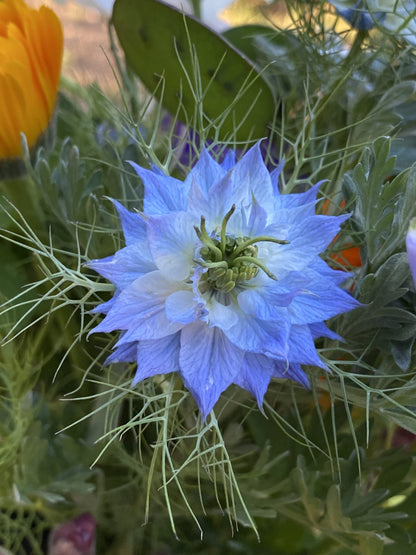 Nigella Damascena Flower seeds for Planting Low Maintenance Heirloom & GMO Free Seeds for Home Garden