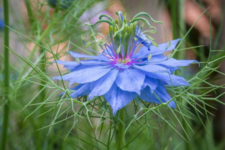 Heirloom Nigella Damascus Flower seeds for Planting Bright Blooms Heirloom & GMO Free Seeds for Home Garden