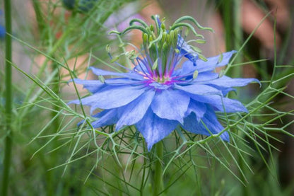 Heirloom Nigella Damascus Flower seeds for Planting Bright Blooms Heirloom & GMO Free Seeds for Home Garden