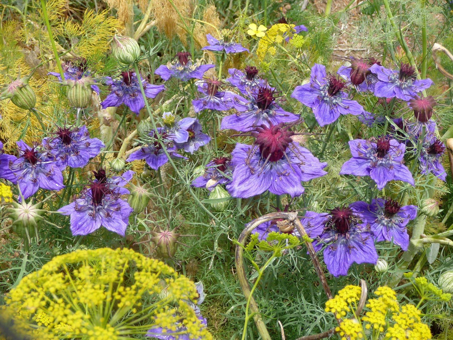 Nigella Hispanica Flower seeds for Planting Easy to Grow Heirloom & GMO Free Seeds for Home Garden