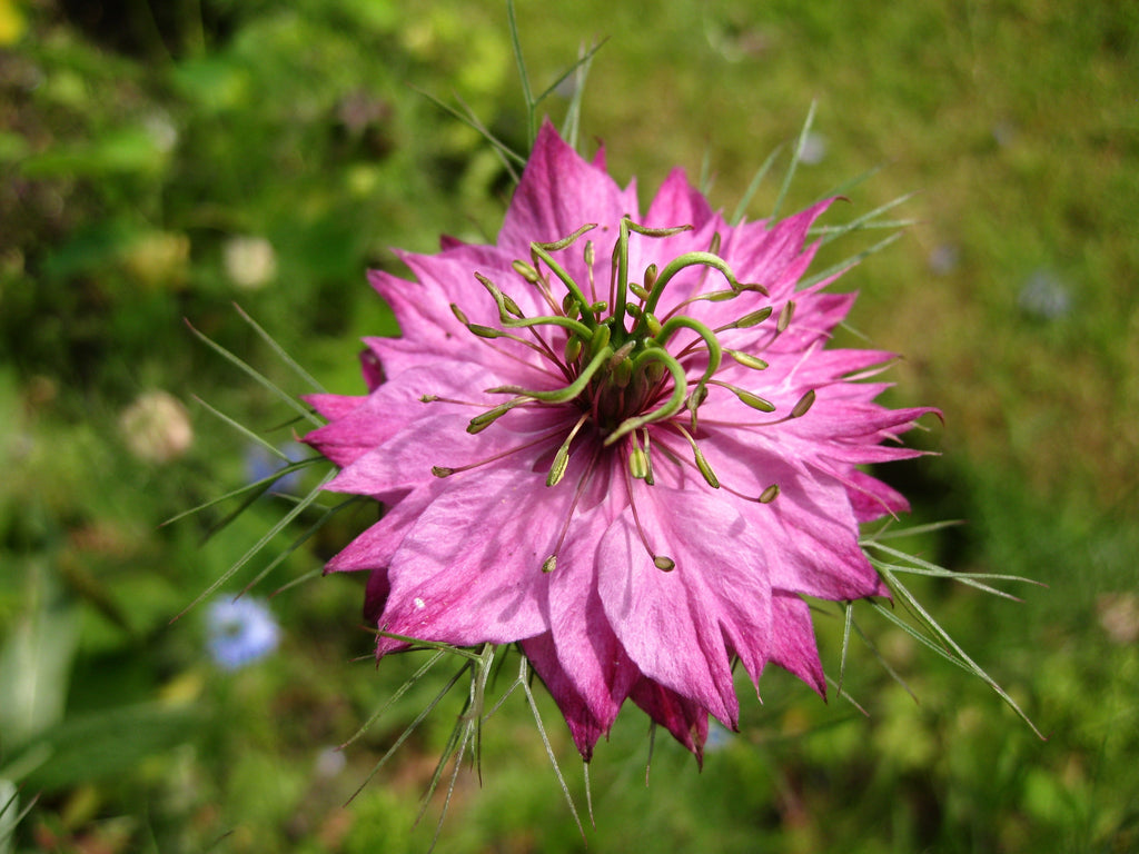 Pink Nigella Damascena Flower seeds for Planting Wildflower Mix, Heirloom & GMO Free Seeds for Home Garden seeds for planting