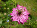 Pink Nigella Damascena Flower seeds for Planting Wildflower Mix, Heirloom & GMO Free Seeds for Home Garden seeds for planting