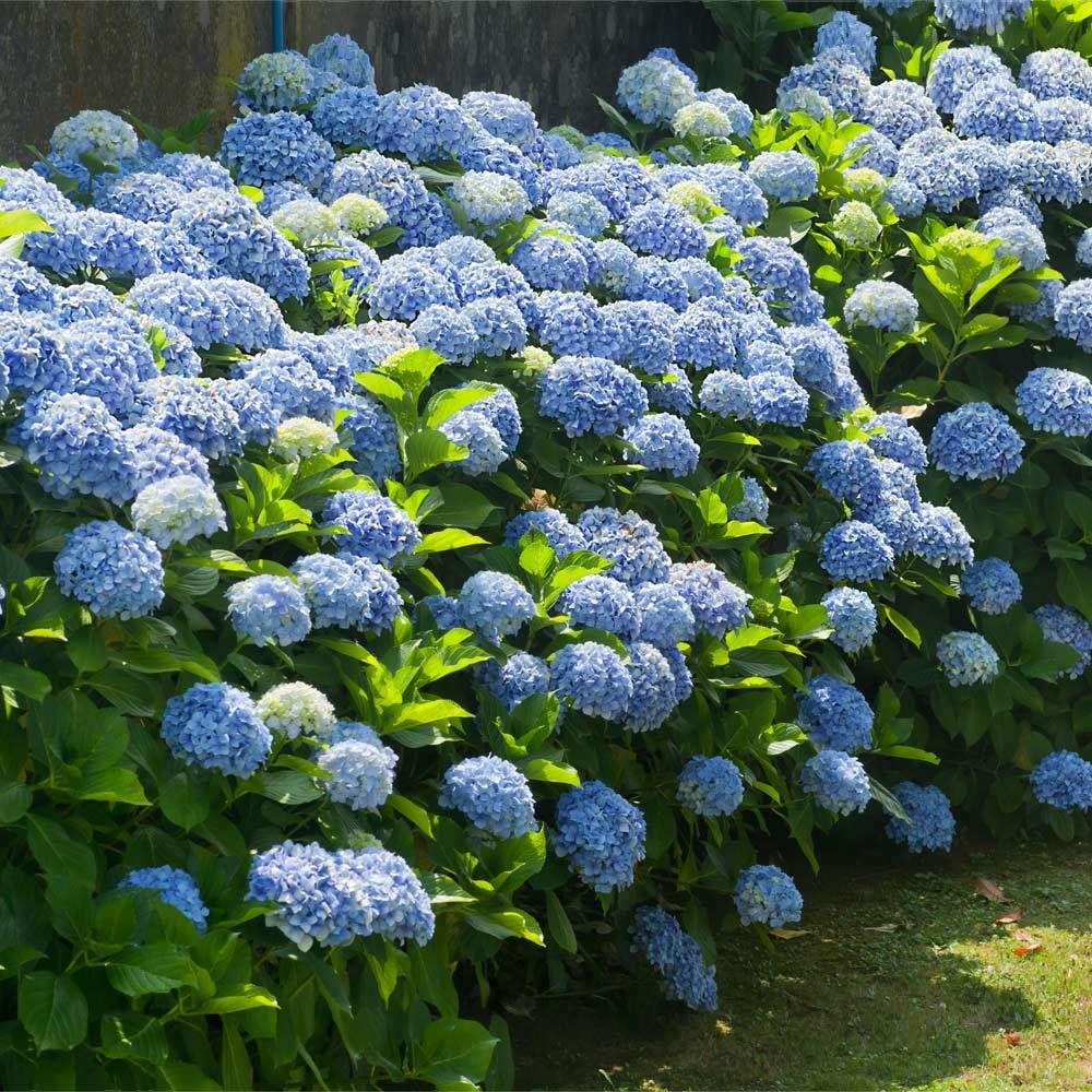 Premium Green Blue Hydrangea Flower seeds for Planting Sun Loving, Heirloom & GMO Free Seeds for Home Garden seeds