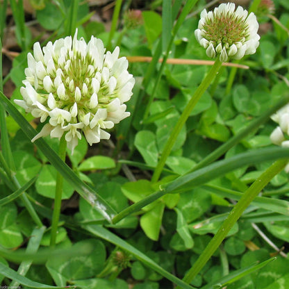 Non-GMO Clover Seeds for Lawns