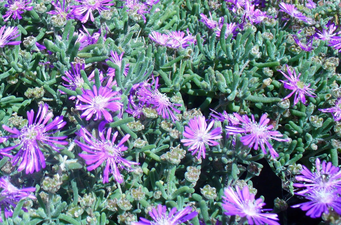 Non-GMO Delosperma Succulent Seeds
