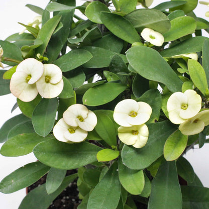 Non-GMO Euphorbia Milii Seeds for Garden
