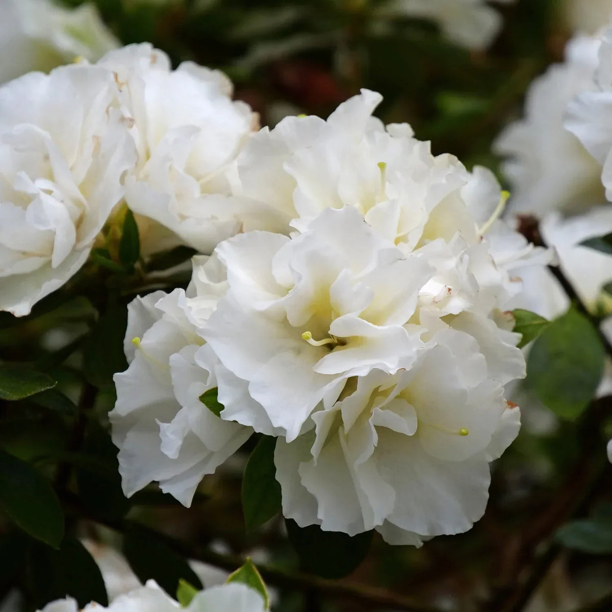 Non-GMO White Azalea Seeds