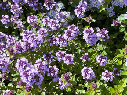 Non-GMO Violet Serpyllum seeds for garden