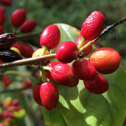Spicebush (Lindera benzoin) Wild Allspice Northern Spice Bush Red Berry Yellow Flower Seeds