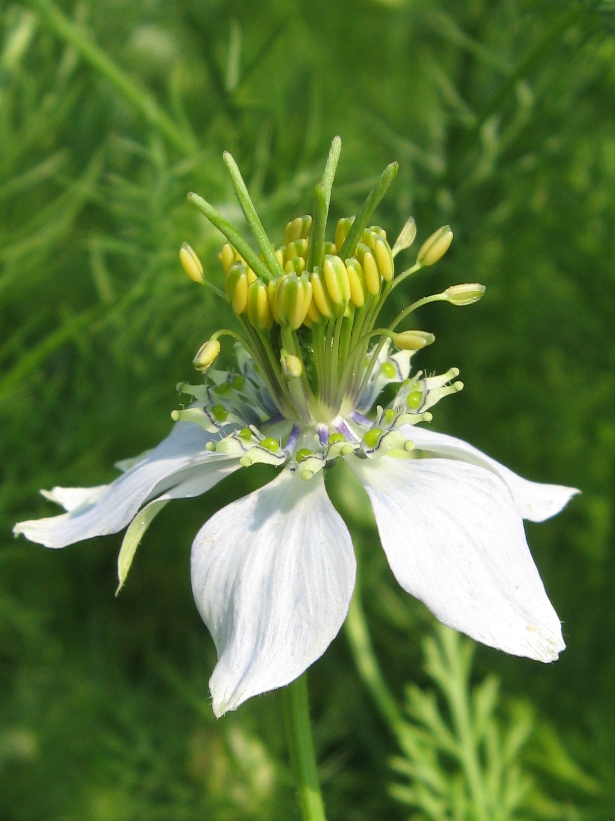 Premium White Autumn Flower seeds for Planting Premium Quality, Heirloom & GMO Free Seeds for Home Garden seeds