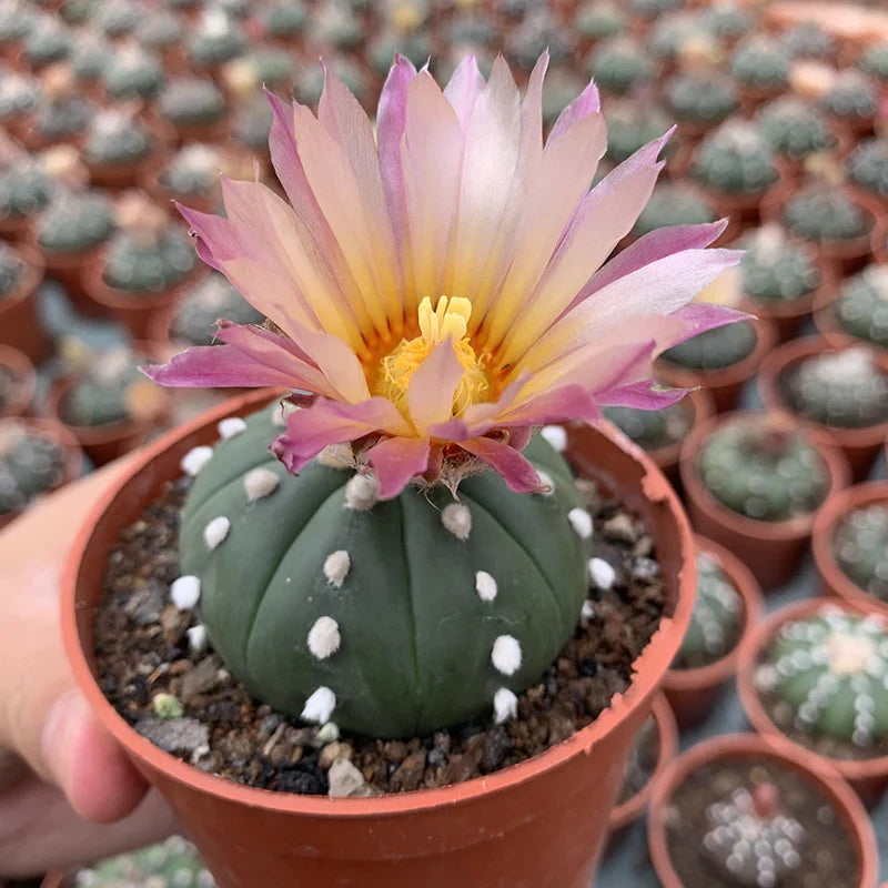 High quality Mixed Astrophytum Flower seeds for Planting Drought Tolerant, Heirloom & GMO Free Seeds for Home Garden seeds pack