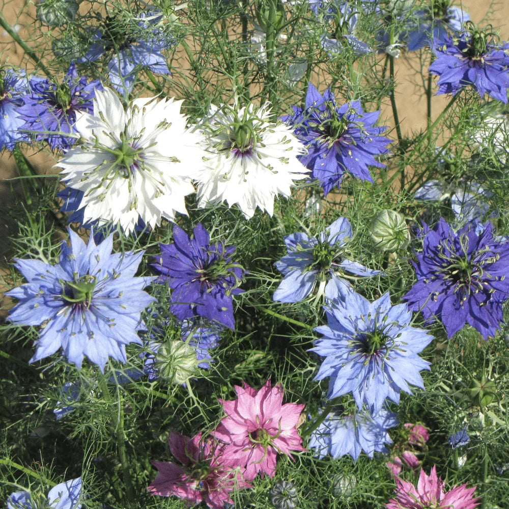 Mixed Nigella Damascena Flower seeds for Planting Colorful Display, Heirloom & GMO Free Seeds for Home Garden seeds for planting
