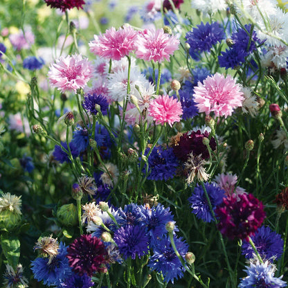 Cornflower Flower seeds for Planting Shade Tolerant Heirloom & GMO Free Seeds for Home Garden
