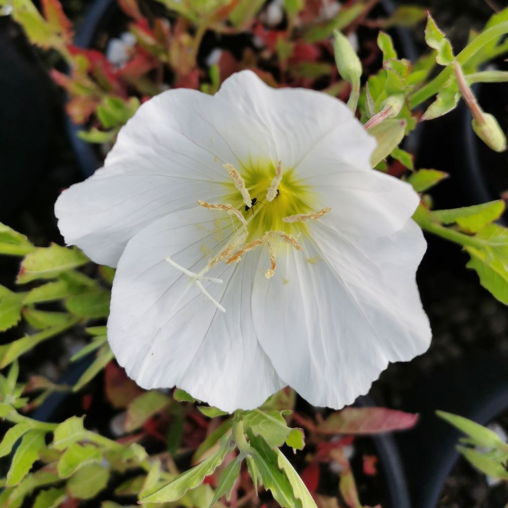 Premium White Evening Primrose Flower seeds for Planting Compact Growth, Heirloom & GMO Free Seeds for Home Garden seeds