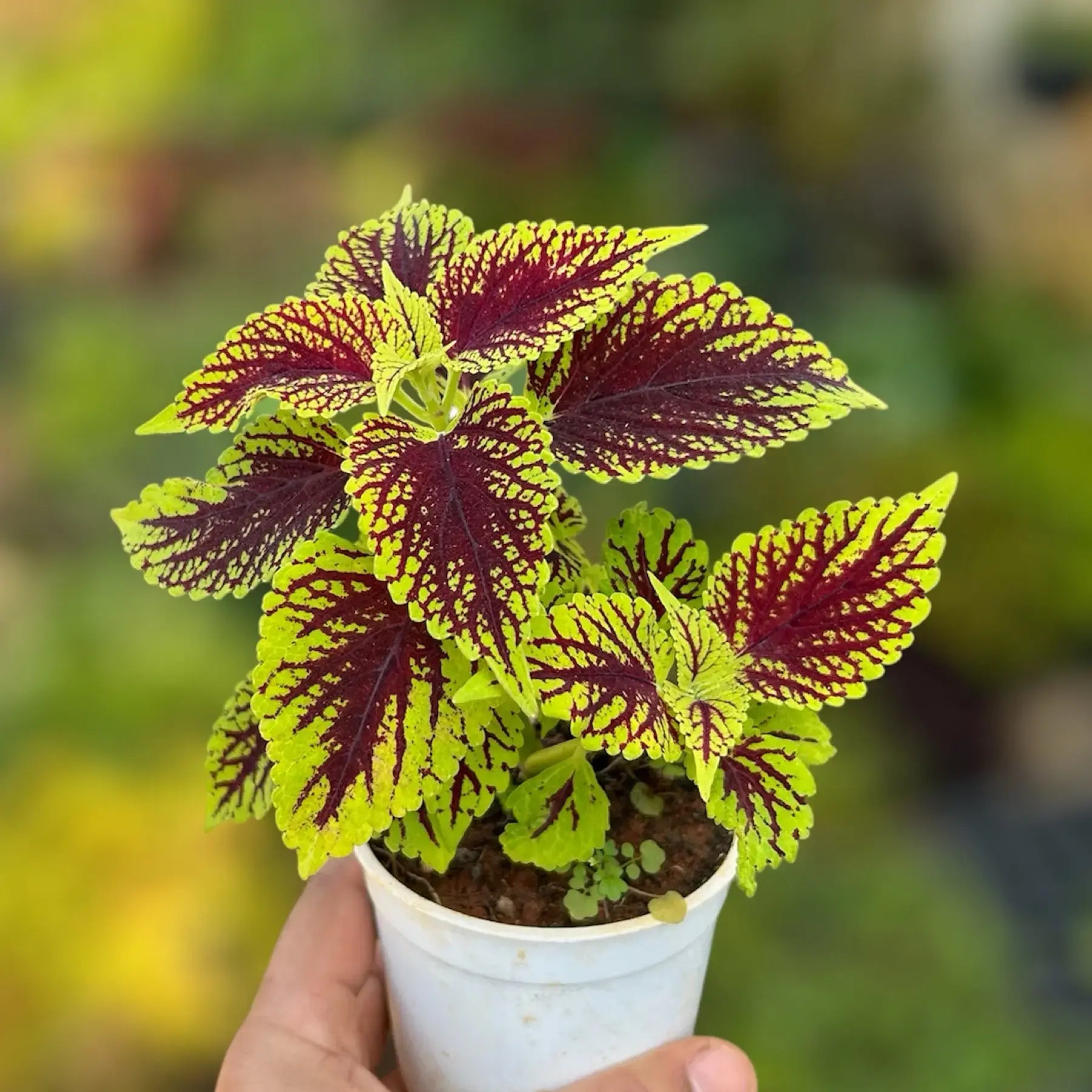 Yellow Red Coleus Flower seeds for Planting Long Bloom Season, Heirloom & GMO Free Seeds for Home Garden vegetable and garden seeds