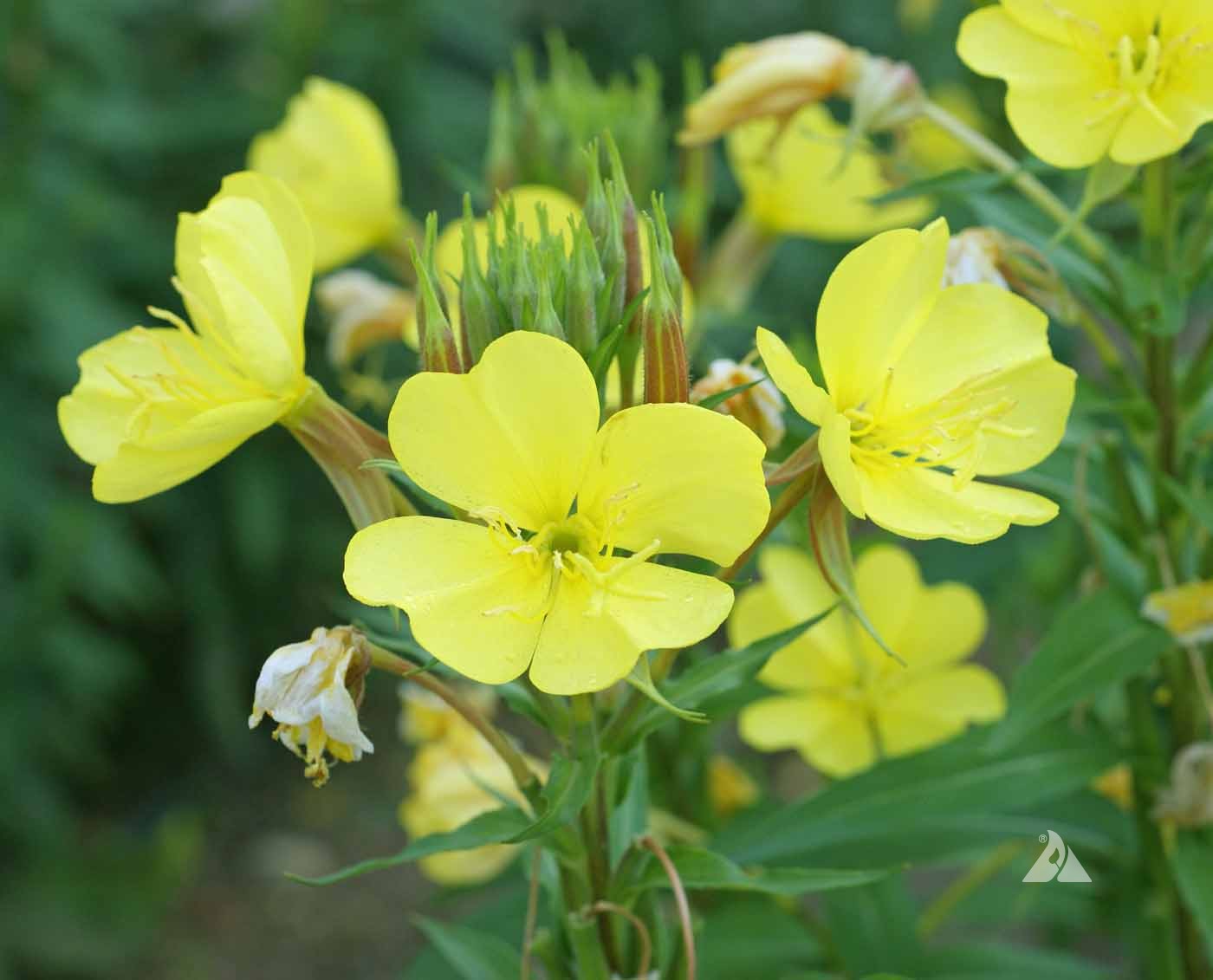 Oenothera Lamarckiana Flower seeds for Planting Vibrant Colors Heirloom & GMO Free Seeds for Home Garden