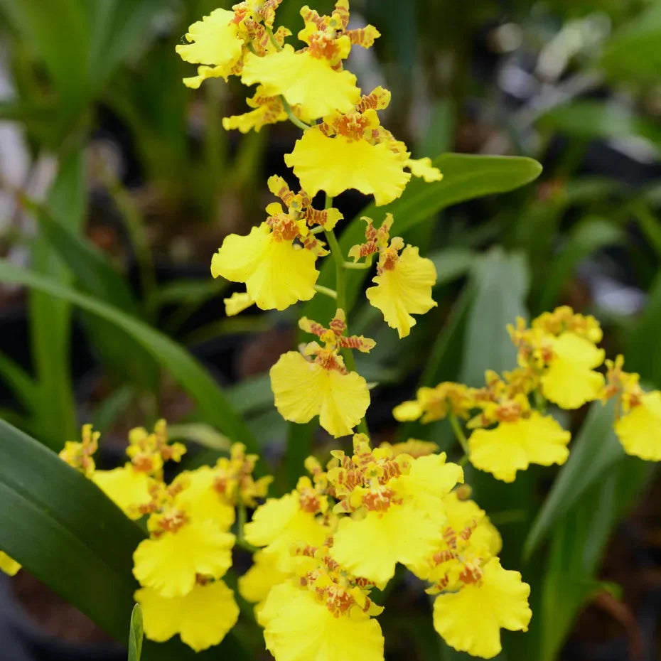 High quality Butterfly Orchids Yellow Brown Flower seeds for Planting Cottage Garden Essential, Heirloom & GMO Free Seeds for Home Garden seeds pack