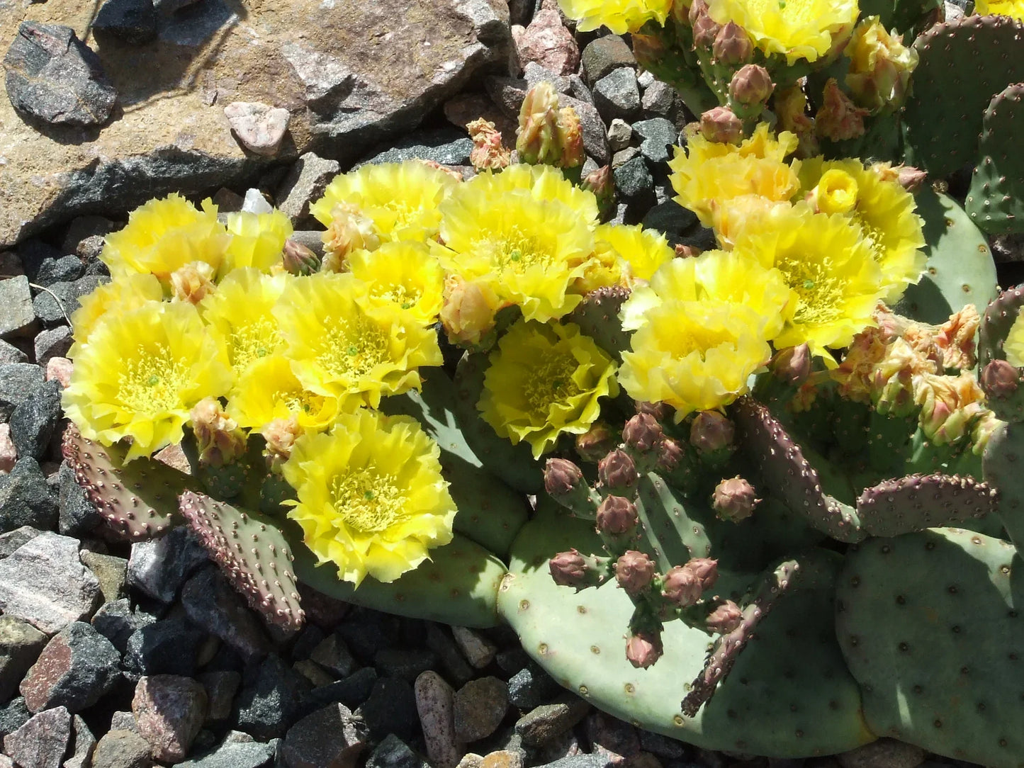 Heirloom Yellow Opuntia Flower seeds for Planting Pollinator Friendly Heirloom & GMO Free Seeds for Home Garden