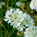 Orlaya Flower seeds for Planting Seasonal Bloomer, Heirloom & GMO Free Seeds for Home Garden seeds for planting