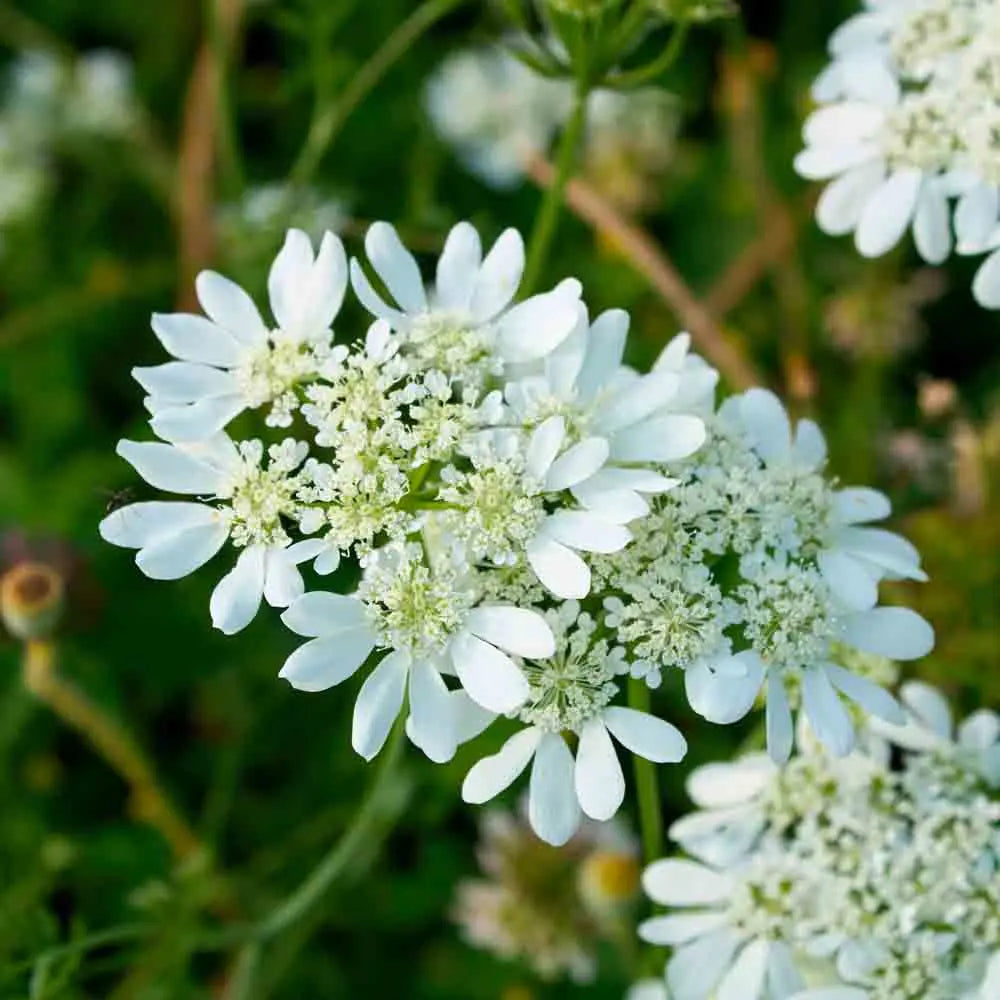 Orlaya Flower seeds for Planting Seasonal Bloomer, Heirloom & GMO Free Seeds for Home Garden seeds for planting