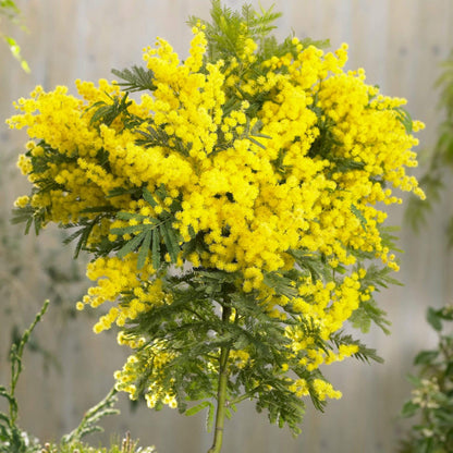 Dealbata Mimosa Flower seeds for Planting Perfect for Borders Heirloom & GMO Free Seeds for Home Garden
