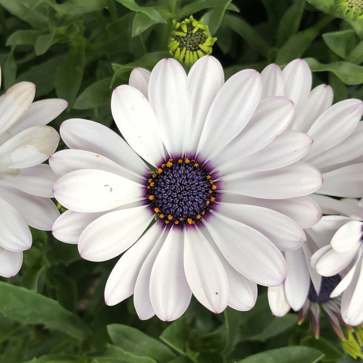 Osteospermum Flower seeds for Planting Cut Flower Favorite Heirloom & GMO Free Seeds for Home Garden 
 
 Sale for planting in home garden