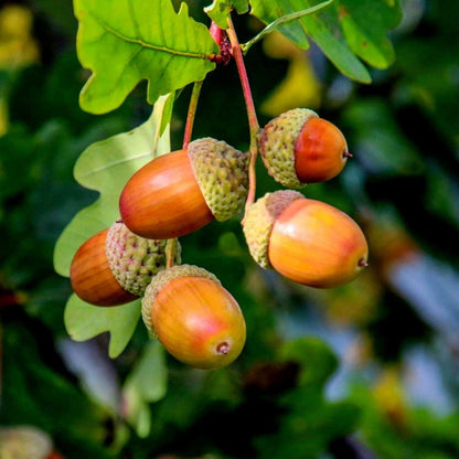 Acorn Seeds for Planting: Grow Strong Oak Trees - Evergrowseeds