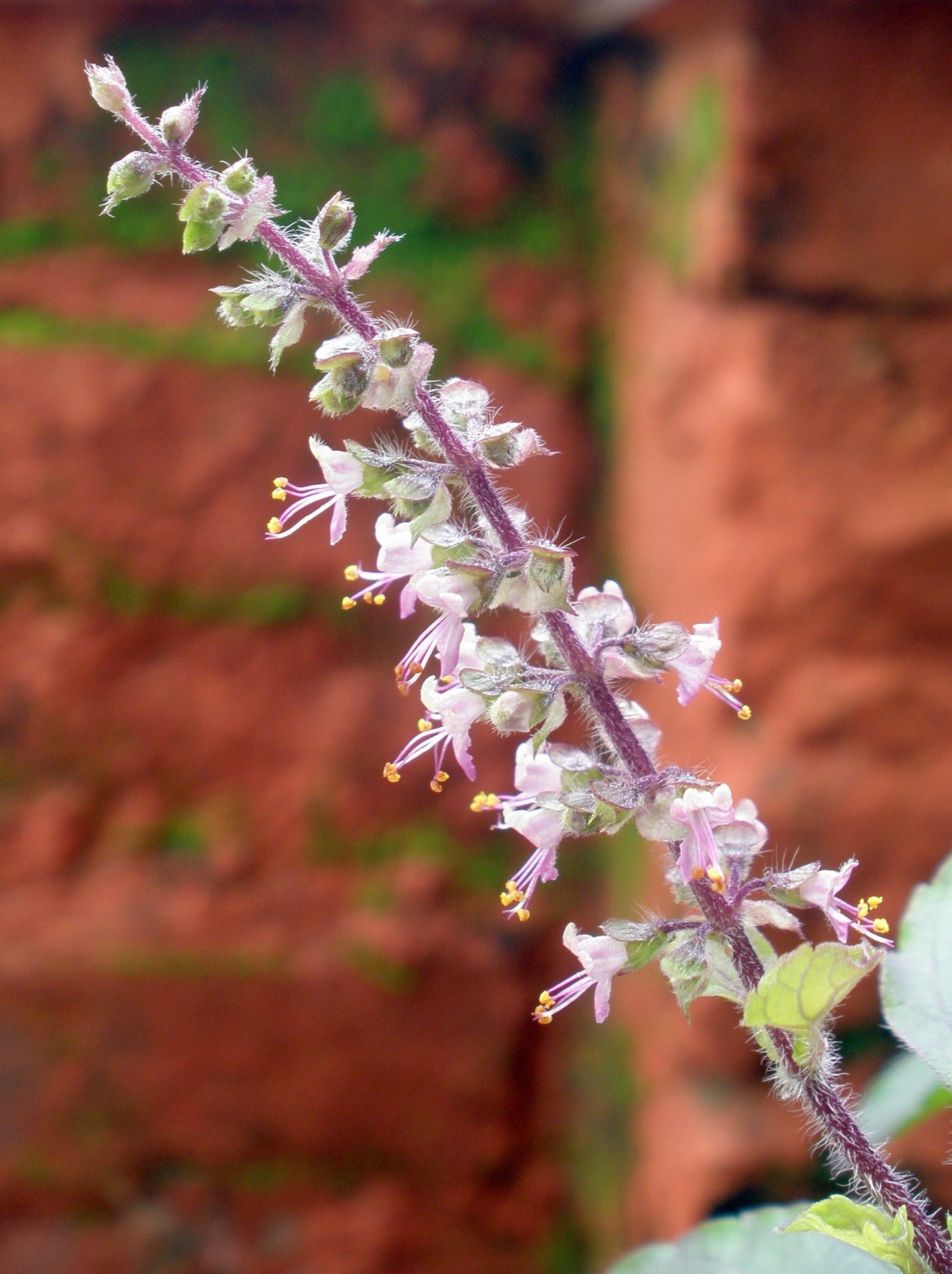 Ocimum Flower seeds for Planting, Fragrant Blossoms Heirloom & GMO Free Seeds for Home Garden