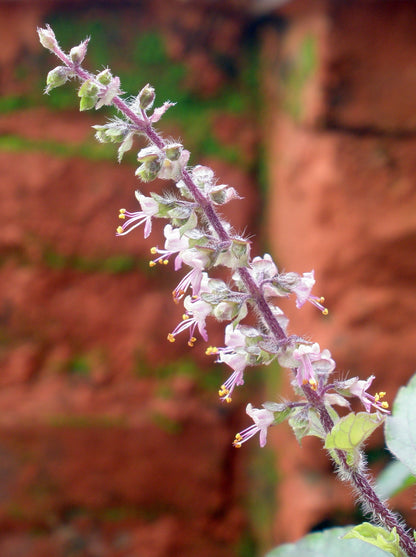 Ocimum Flower seeds for Planting, Fragrant Blossoms Heirloom & GMO Free Seeds for Home Garden