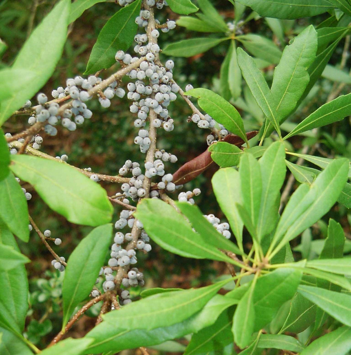 Green Myrica Pennsylvanica Flower seeds for Planting - Cut Flower Favorite, Heirloom & GMO Free Seeds for Home Garden