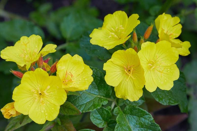 Oenothera Biennis Flower seeds for Planting Bright Blooms Heirloom & GMO Free Seeds for Home Garden