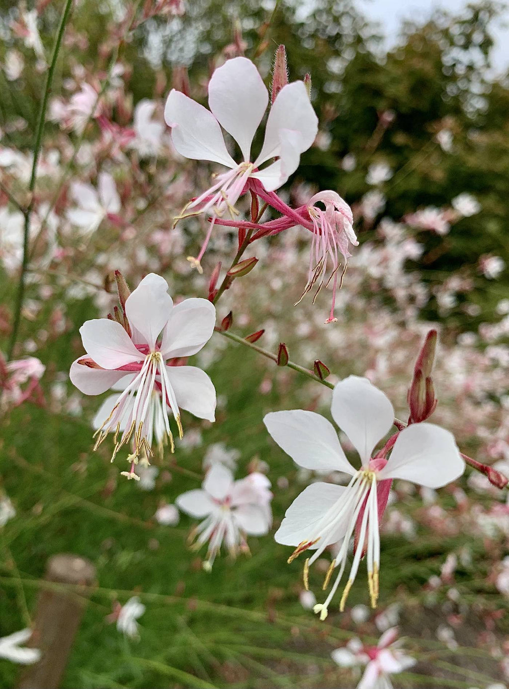 Premium Gaura Flower seeds for Planting Sun Loving, Heirloom & GMO Free Seeds for Home Garden seeds