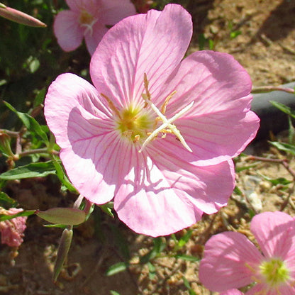 Oenothera speciosa (Mexican or Showy Evening Primrose)Flower Seeds for Planting Flower seeds for Planting Bright Blooms Heirloom GMO flower your garden