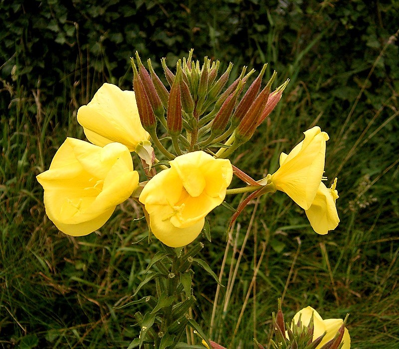 Oenothera Lamarckiana Flower seeds for Planting Vibrant Colors Heirloom & GMO Free Seeds for Home Garden