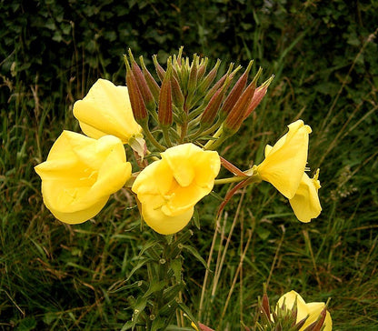 Oenothera Lamarckiana Flower seeds for Planting Vibrant Colors Heirloom & GMO Free Seeds for Home Garden