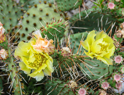 Opuntia Cactus Seeds for Gardening