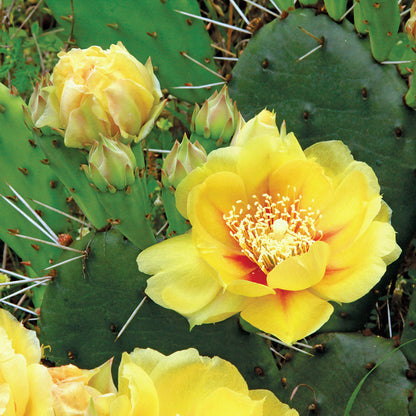 Heirloom Yellow Opuntia Flower seeds for Planting Pollinator Friendly Heirloom & GMO Free Seeds for Home Garden