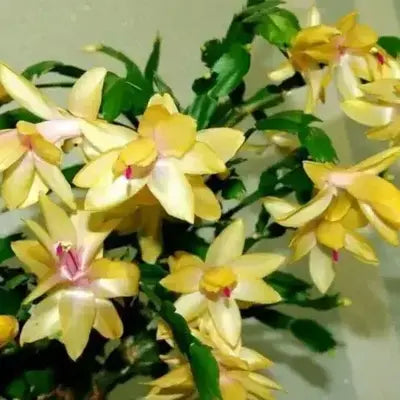 Yellow Schlumbergera Flower seeds for Planting Garden Favorite, Heirloom & GMO Free Seeds for Home Garden seeds for planting