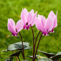 Cyclamen Light Pink Flower seeds for Planting Garden Favorite, Heirloom & GMO Free Seeds for Home Garden seeds for planting