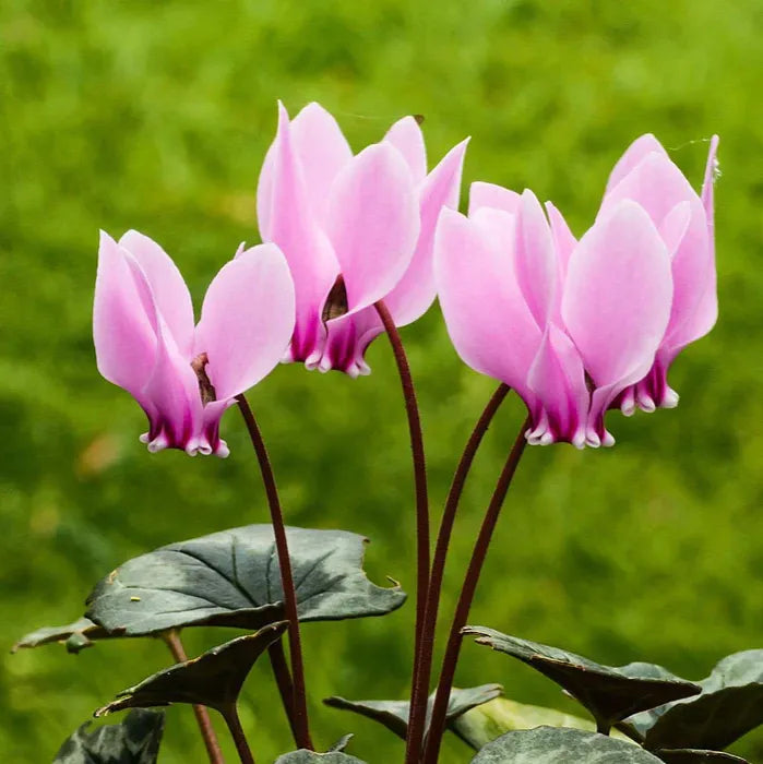 Cyclamen Light Pink Flower seeds for Planting Garden Favorite, Heirloom & GMO Free Seeds for Home Garden seeds for planting