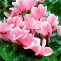 Pale Pink Cyclamen Flower seeds for Planting Shade Tolerant, Heirloom & GMO Free Seeds for Home Garden seeds for planting