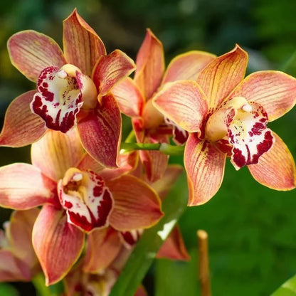 Cymbidium Flower seeds for Planting - Cut Flower Favorite, Heirloom & GMO Free Seeds for Home Garden