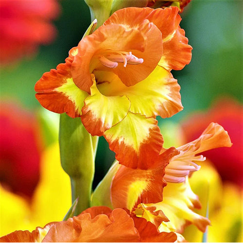 Orange Yellow Gladiolus Flower seeds for Planting Pollinator Friendly, Heirloom & GMO Free Seeds for Home Garden seeds for planting