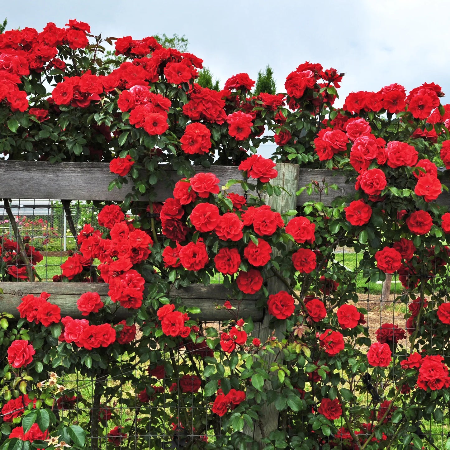 Climbing Rose Flower seeds for Planting Garden Favorite Heirloom & GMO Free Seeds for Home Garden