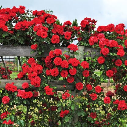 Climbing Rose Flower seeds for Planting Garden Favorite Heirloom & GMO Free Seeds for Home Garden